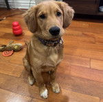 Un Miniature Golden Retriever assis sur un plancher de bois,regardant la caméra et portant un collier autour du cou 