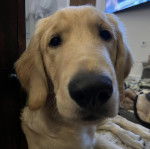 Un Miniature Golden Retriever allongé en fixant la caméra 