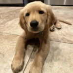 Un Miniature Golden Retriever allongé sur un sol carrelé et portant un un collier autour du cou 