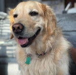 Un Miniature Golden Retriever au pelage bicore,assis et portant un collier autour du cou 