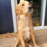 Un Miniature Golden Retriever au pelage bicolore,assis sur un plancher de bois et portant un chapeau sur la tête