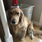 Un Miniature Golden Retriever au pelage bicolore,assis sur un plancher de bois et portant un chapeau sur la tête