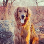 Un Miniature Golden Retriever au pelage fauve,assis en tirant la langue et fixant la caméra 