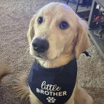 Un Miniature Golden Retriever assis sur un tapis et portant un bandana noir et blanc