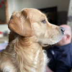 Profil d'un Miniature Golden Retriever au pelage bicolore 