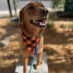 Un Miniature Golden Retriever au pelage fauve,debout sur un muret,portant un bandana à carreau et une laisse
