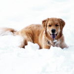 Un Miniature Golden Retriever au pelage bicolore et étant debout dans la neige 