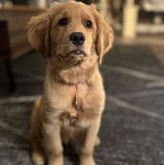 Un Miniature Golden Retriever au pelage fauve,assis sur un tapis et semblant détendu
