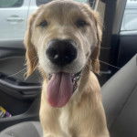 Un Miniature Golden Retriever assis sur le siège d'une voiture en tirant langue 