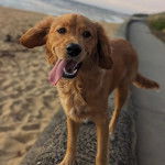 Un Miniature Golden Retriever au pelage bicolore,debout sur un muret et ayant la langue pendante 