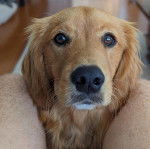 Un Miniature Golden Retriever au pelage fauve et aux oreilles tombantes,regardant vers le haut 