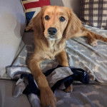 Un Miniature Golden Retriever au pelage fauve et aux oreilles tombantes,allongé dans un canapé et ayant la patte posée sur une peluche 