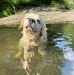 Un Miniature Golden Retriever au pelage blanc,dans l'eau et portant un collier autour du cou 