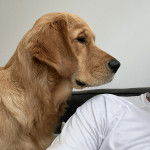 Profil d'un Miniature Golden Retriever au pelage fauve et aux oreilles tombantes 