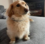 Un Miniature Golden Retriever au pelage bicolore,assis sur un lit et portant un collier autour du cou