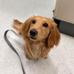 Un Miniature Golden Retriever au pelage fauve,assis sur un sol carrelé et portant un collier autour du cou