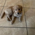 Un Miniature Golden Retriever,allongé sur un sol carrelé 