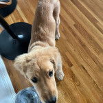 Un Miniature Golden Retriever, debout sur un plancher de bois 