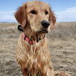 Un Miniature Golden Retriever au pelage mouillé ,assis sur un terrain herbeux et portant un collier autour du cou