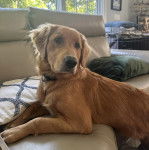 Un Miniature Golden Retriever au pelage fauve,regardant la caméra et portant un collier autour du cou
