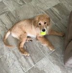 Un Miniature Golden Retriever,allongé sur un sol carrelé en ayant une balle de tennis dans la gueule