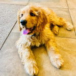 Un Miniature Golden Retriever , allongé sur un sol carrelé en ayant la langue pendante et portant un collier autour du cou 