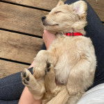 Un Miniature Golden Retriever au pelage bicolore,allongé sur les jambes d'une femme et portant un collier autour du cou 