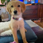 Un Miniature Golden Retriever , assis sur le dos d'un canapé et portant un collier autour du cou