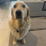 Un Miniature Golden Retriever au pelage bicolore,assis sur un tapis et portant un collier autour du cou