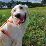 Un Miniature Golden Retriever au pelage blanc,assis sur un terrain herbeux en ayant la langue pendante hors de sa gueule et portant un harnais