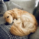 Un Miniature Golden Retriever au pelage bicolore,allongé sur un canapé et semblant endormi 