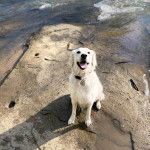 Un Miniature Golden Retriever au pelage blanc,portant un collier autour du cou et ayant la gueule ouverte