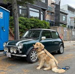 Un Miniature Golden Retriever au pelage bicolore,assis sur un sol en goudron et portant une laisse 