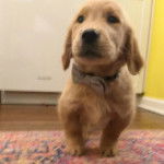 Un Miniature Golden Retriever,debout sur un tapis et portant un nœud autour du cou 