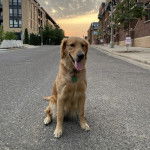 Un Miniature Golden Retriever au pelage bicolore,assis sur une route en ayant la langue pendante et portant un collier autour du cou