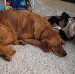 Un Miniature Golden Retriever au pelage fauve,allongé sur un tapis en regardant la caméra