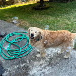 Un Miniature Golden Retriever au pelage bicolore,debout sur un sol en béton en ayant les yeux fermés