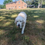 Un Miniature Golden Retriever au pelage blanc,debout sur un sol terrain herbeux et portant un collier autour du cou 