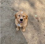 Un Miniature Golden Retriever au pelage bicolore,assis sur un sol en béton et portant un collier autour du cou 