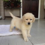 Un Miniature Golden Retriever au pelage blanc,debout sur un plancher de bois et semblant détendu 