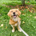 Un Miniature Golden Retriever au pelage bicolore assis sur un terrain herbeux et portant un bandana 