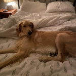 Un Miniature Golden Retriever au pelage bicolore,allongé dans un lit et semblant détendu 