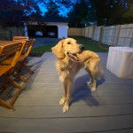 Un Miniature Golden Retriever au pelage bicolore,debout sur un plancher de bois et ayant la gueule ouverte