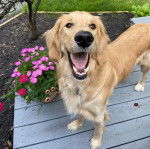 Un Miniature Golden Retriever,debout sur un plancher de bois en ayant la gueule ouverte 