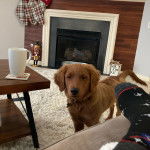 Un Miniature Golden Retriever au pelage fauve,debout sur un tapis en regardant la caméra et portant un collier autour du cou
