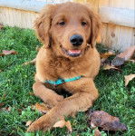 Un Miniature Golden Retriever au pelage fauve,allongé sur un terrain herbeux et ayant la gueule légèrement ouverte