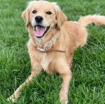 Un Miniature Golden Retriever au pelage bicolore,allongé sur un terrain herbeux et portant un collier autour cou