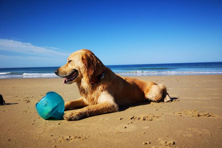 Un Miniature Golden Retriever au pelage sable, allongé sur le sable avec un jouet entre ses pattes