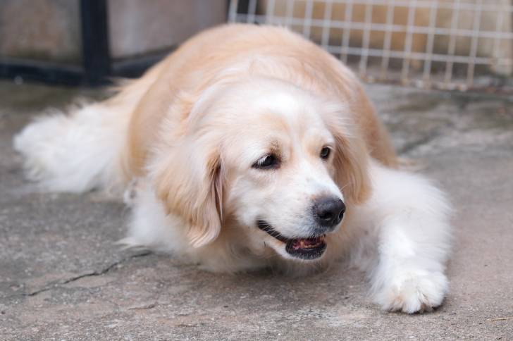 Un Miniature Golden Retriever au pelage sable, allongé