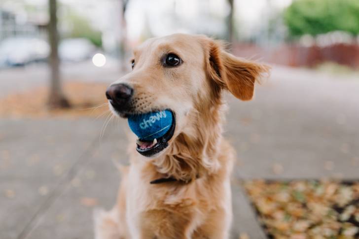 Un Miniature Golden Retriever au pelage sable, ayant une balle bleue dans sa mâchoire 